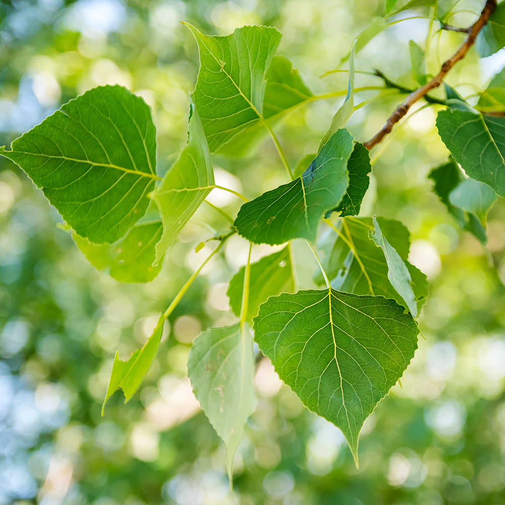 Superior Hybrid Poplar Tree - Image 3