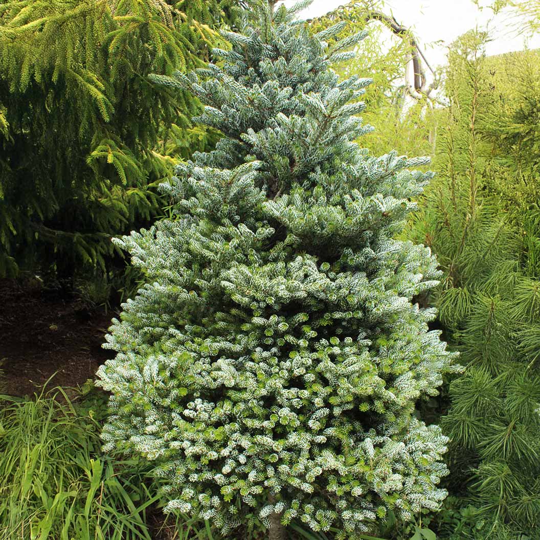 Ice Breaker Korean Fir Shrub - Image 2