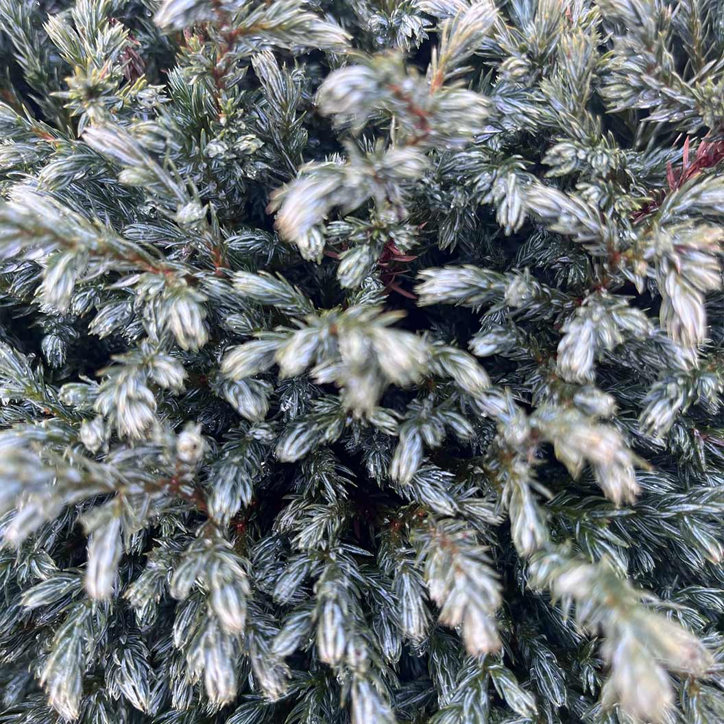 IseliĀ® Blue Moon Sawara Cypress Shrub - Image 3