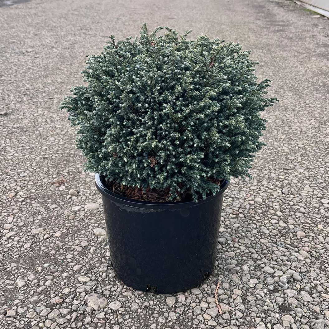 IseliĀ® Blue Moon Sawara Cypress Shrub - Image 4