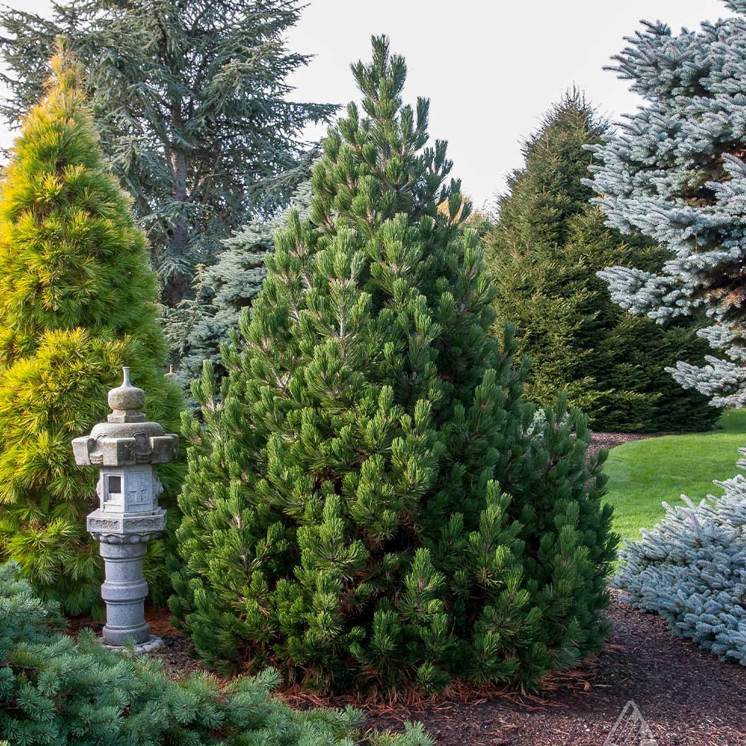 Iseli® Irish Bell Bosnian Pine Tree - Image 2