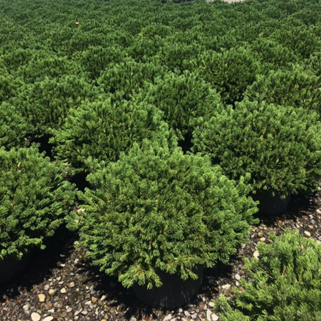 IseliĀ® Slowmound Mugo Pine Shrub - Image 3