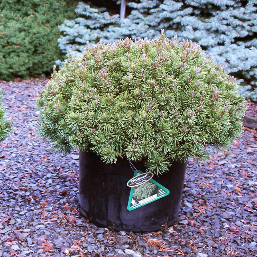 IseliĀ® Slowmound Mugo Pine Shrub - Image 4