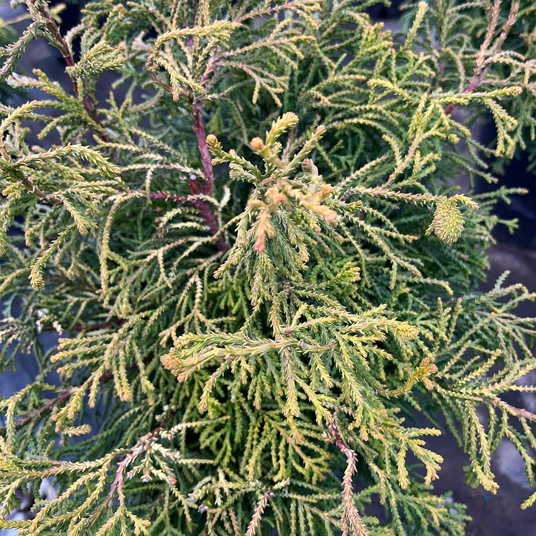 IseliĀ® Sunny Swirl Hinoki Cypress Tree - Image 3