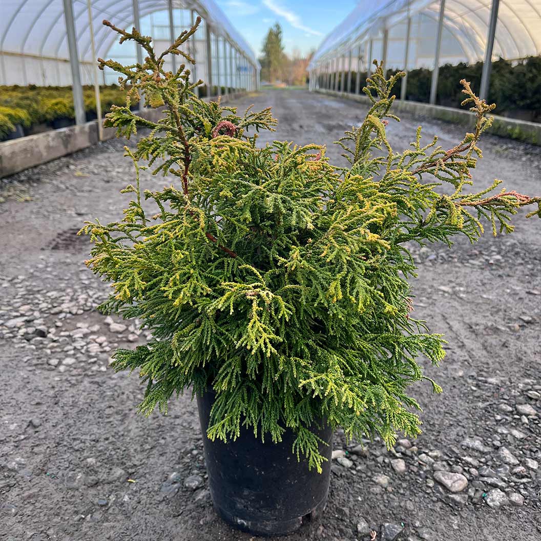 IseliĀ® Sunny Swirl Hinoki Cypress Tree - Image 4
