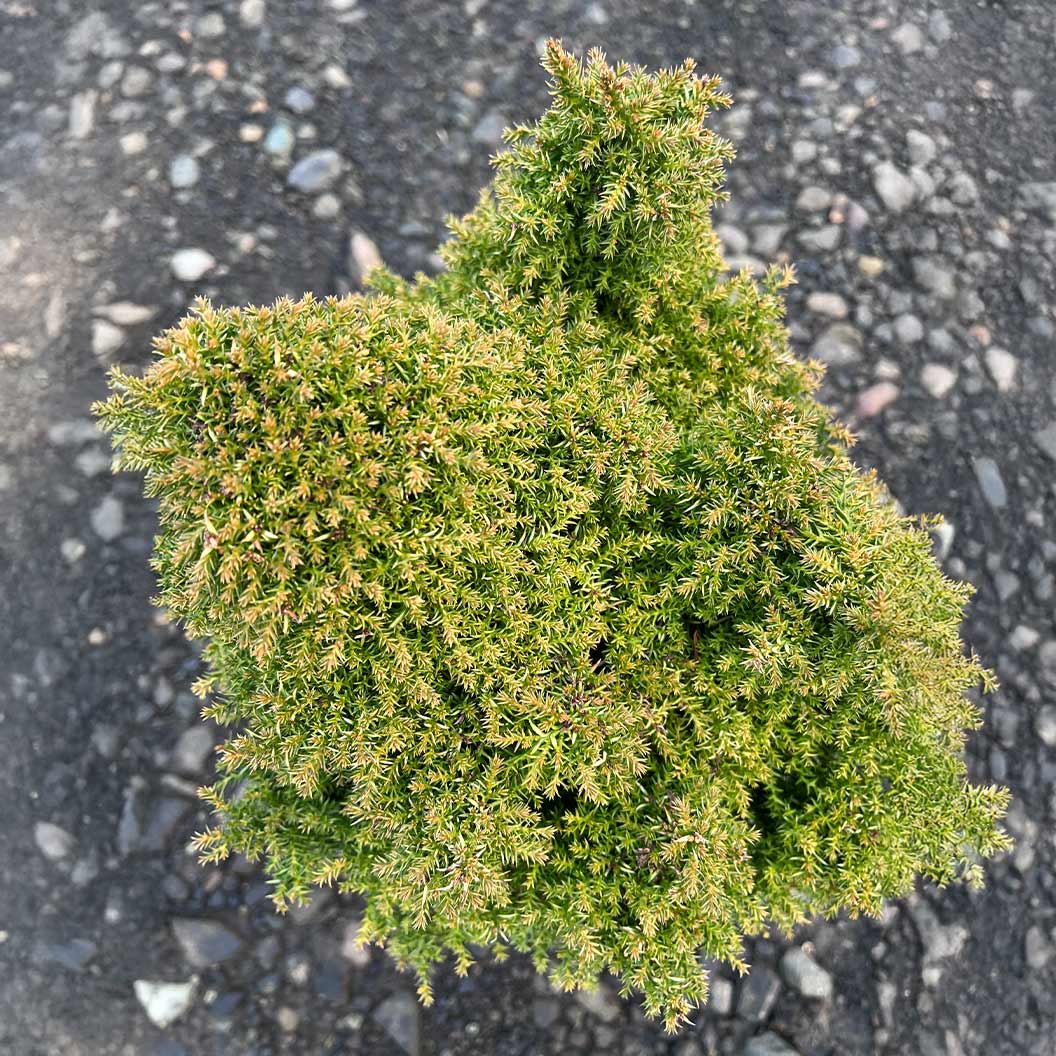 IseliĀ® Twinkle Toes Japanese Cedar Shrub - Image 3