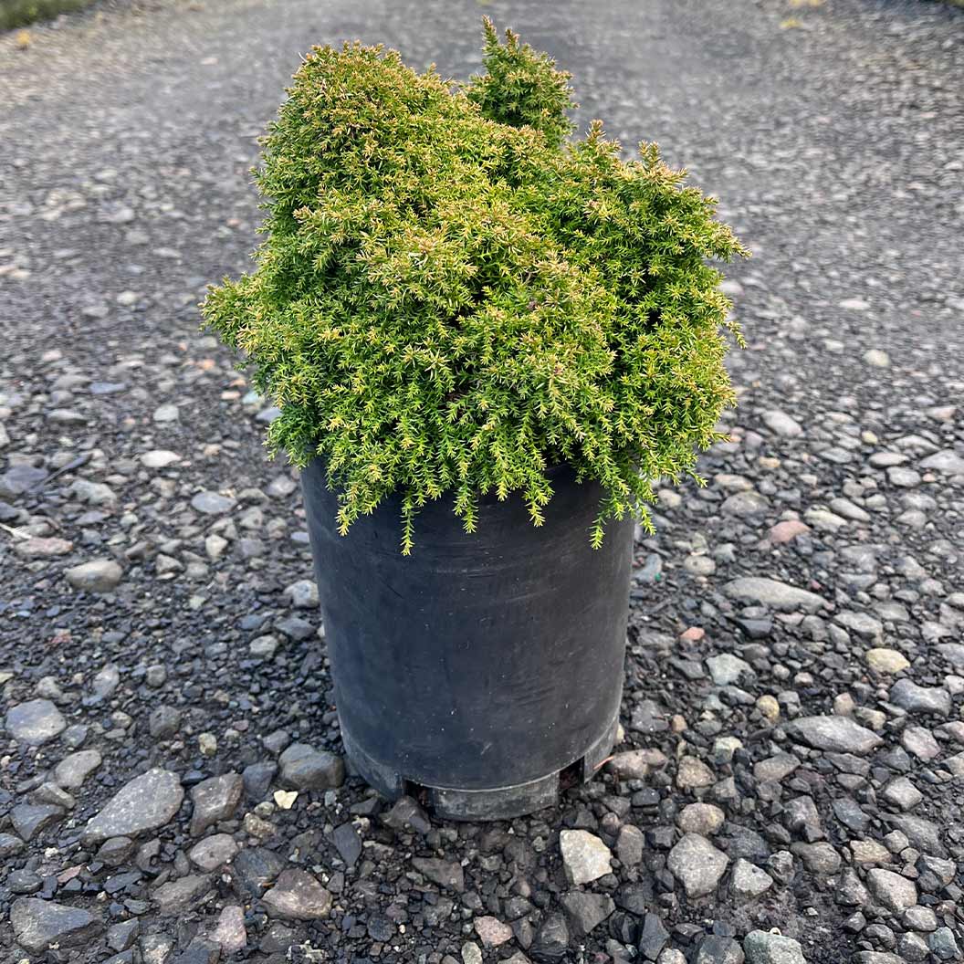 IseliĀ® Twinkle Toes Japanese Cedar Shrub - Image 4