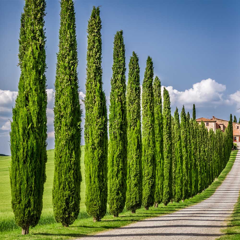 Italian Cypress California - Image 3