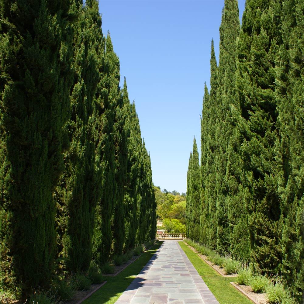 Italian Cypress California - Image 4