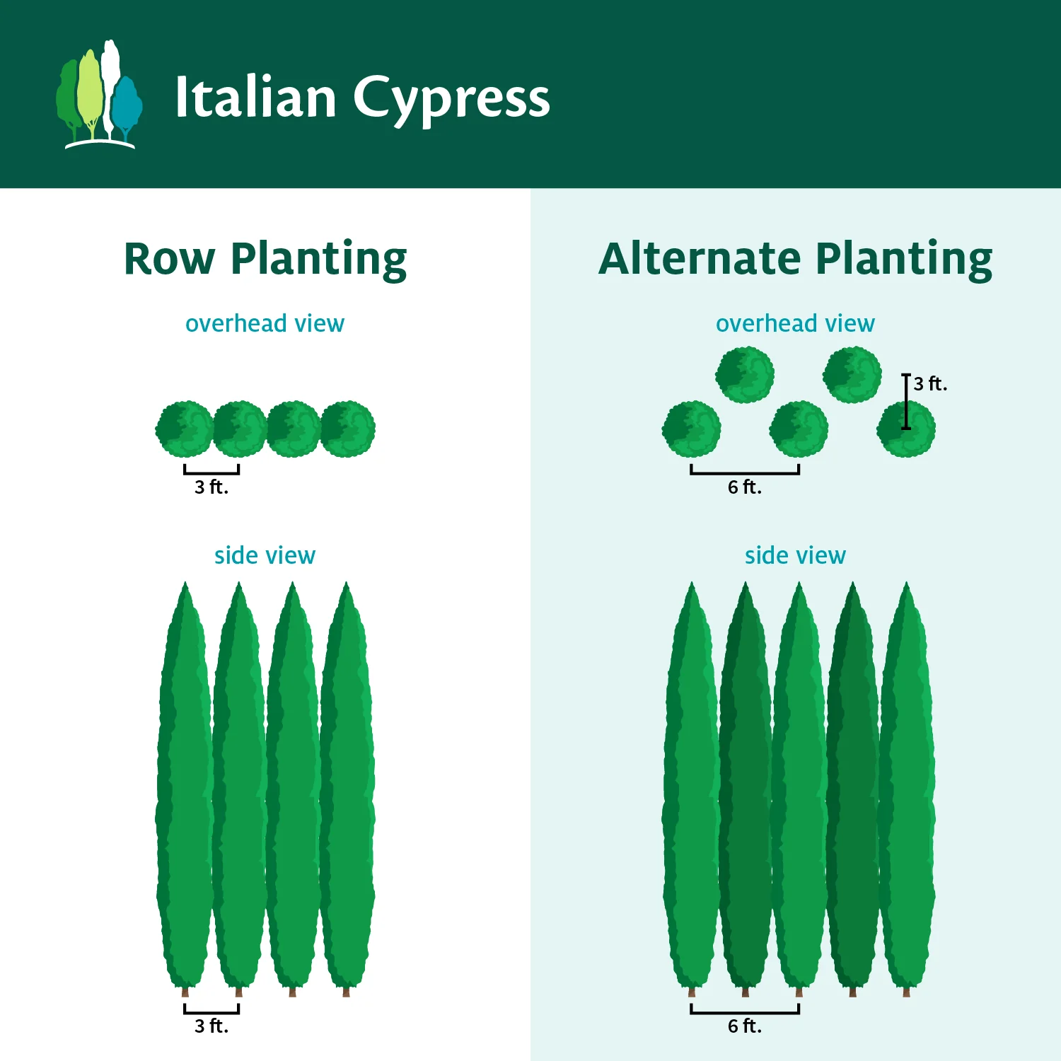 Italian Cypress California - Image 7