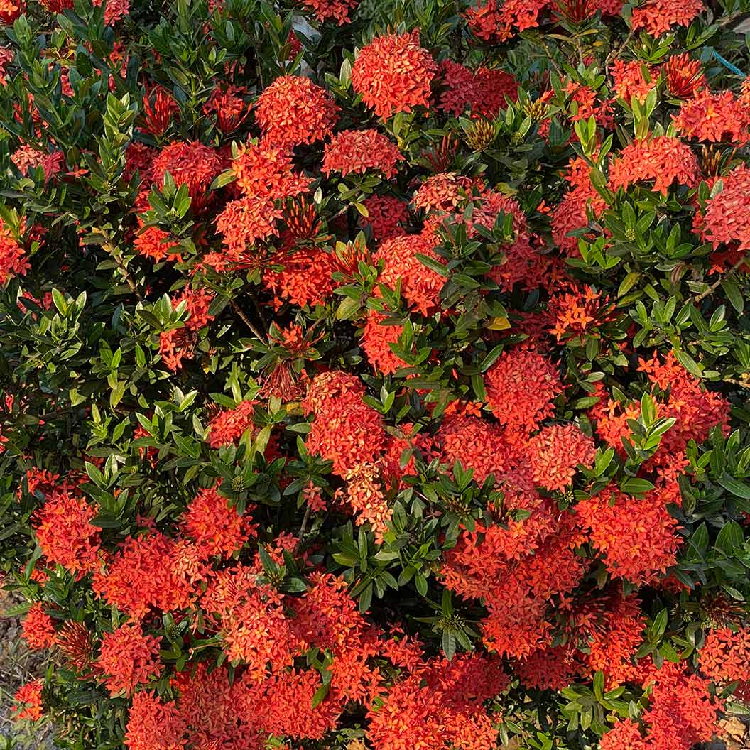 IXORA DWARF RED Bush - Image 2