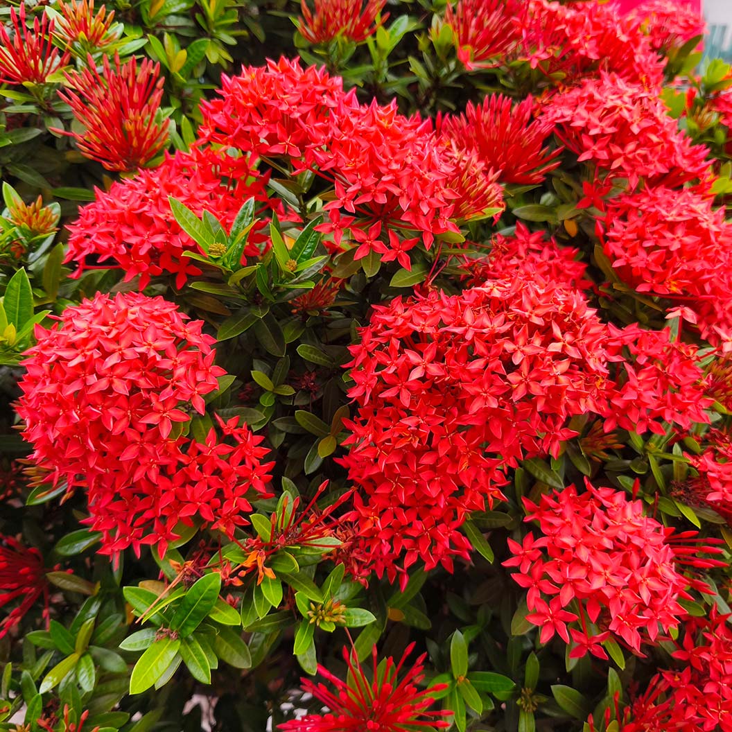 IXORA DWARF RED Bush - Image 3