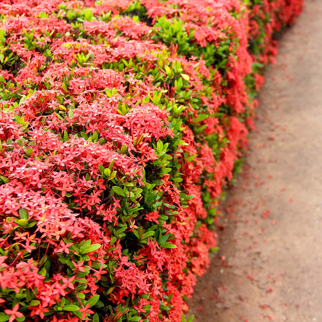 IXORA DWARF RED Bush - Image 4