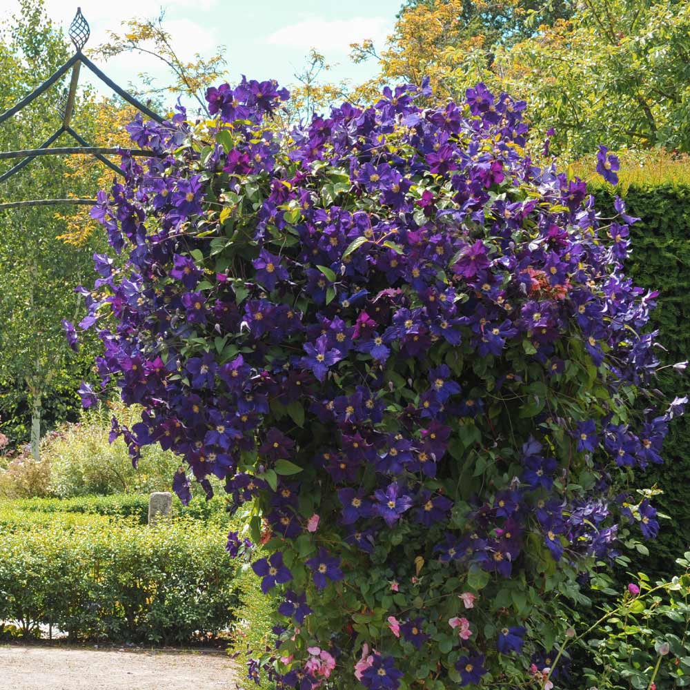 Jackmanii Clematis Vine - Image 4