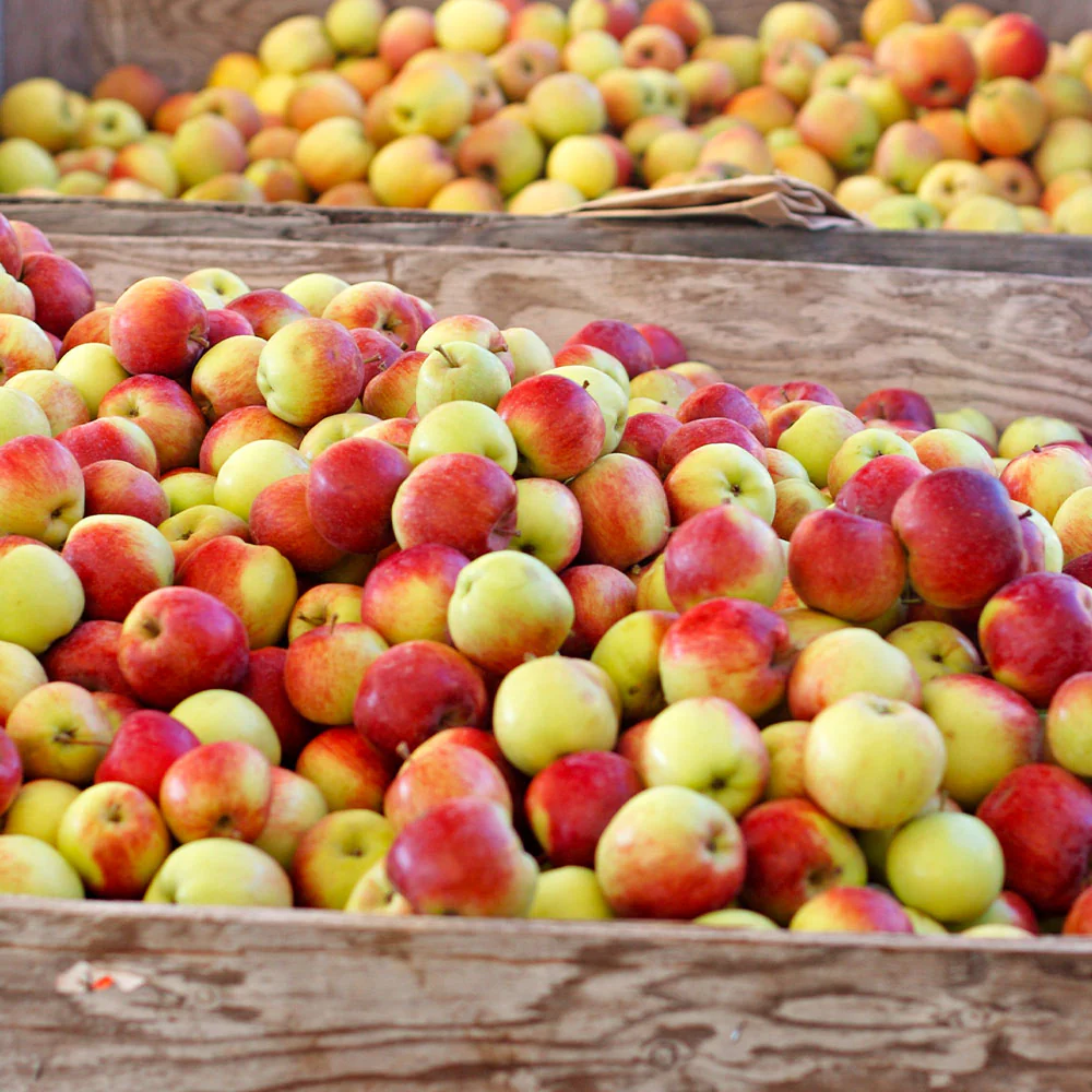 Jonagold Apple Tree - Image 3