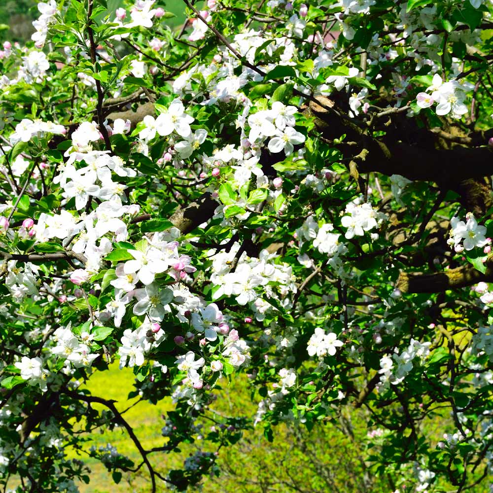 Jonagold Apple Tree - Image 4