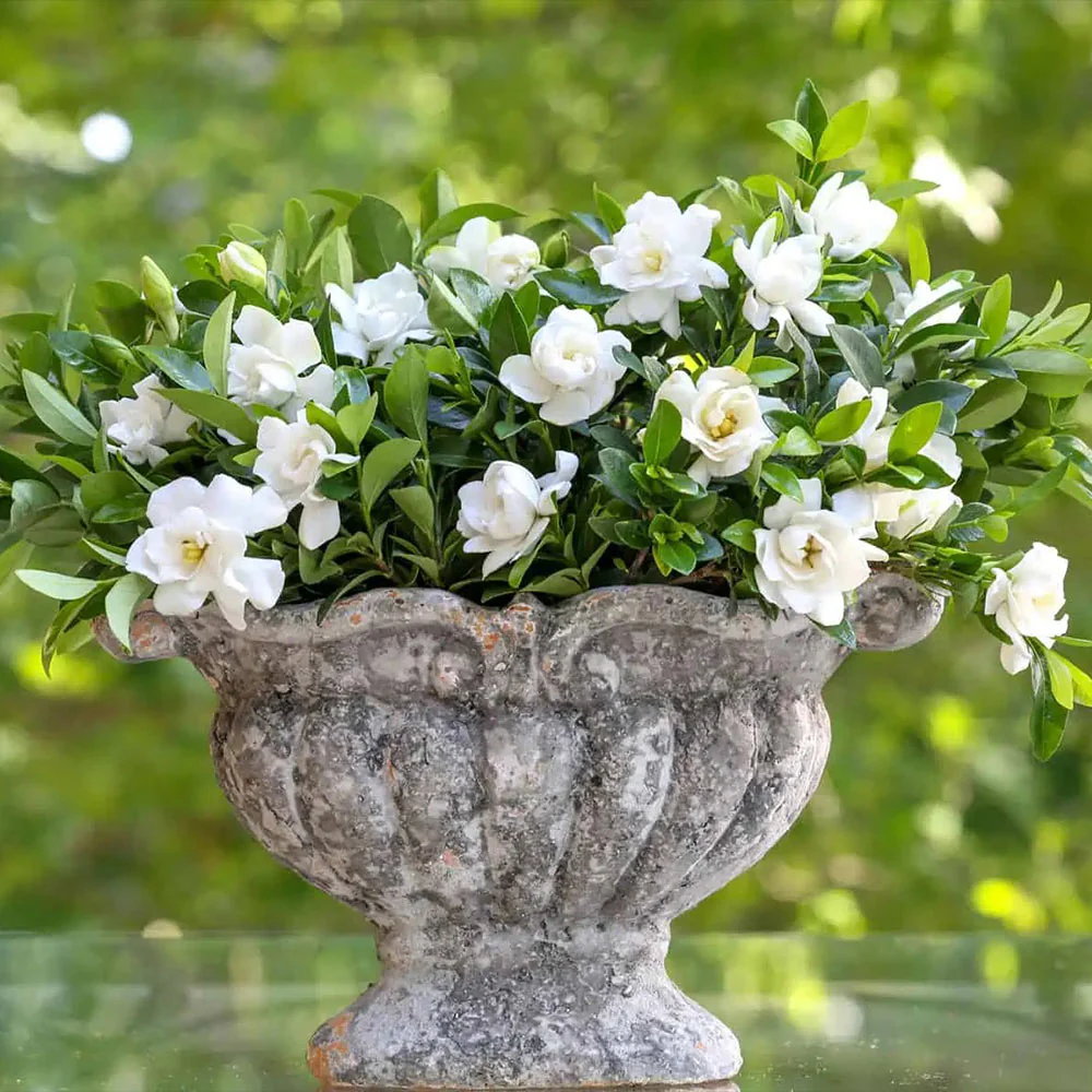 Southern Living® Jubilation Gardenia Shrub - Image 2