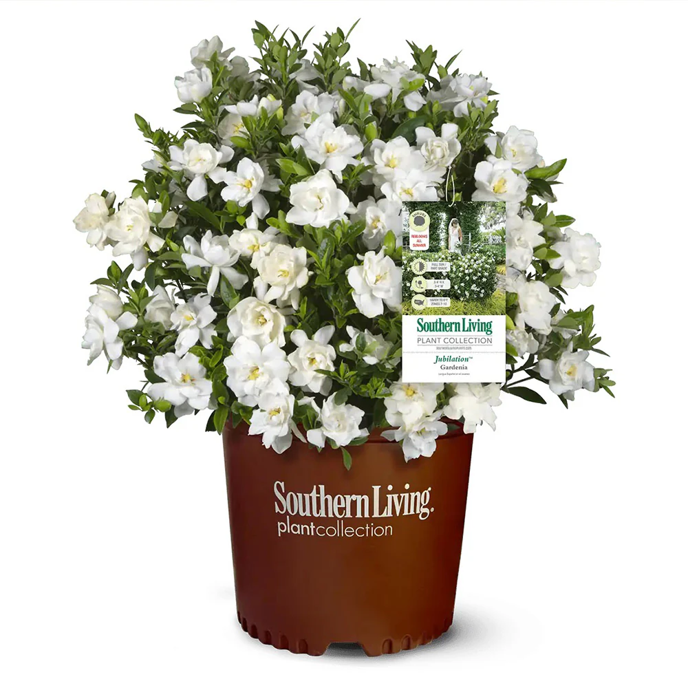 Southern Living® Jubilation Gardenia Shrub - Image 3