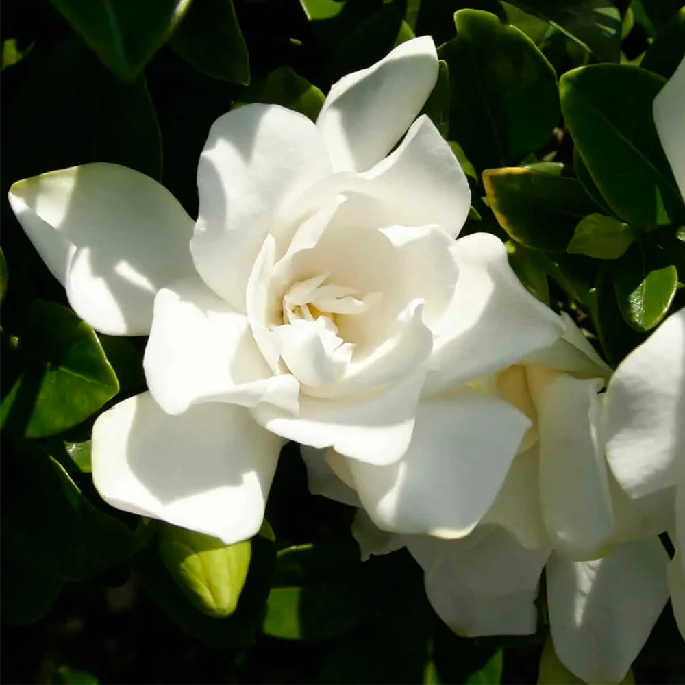 Southern Living® Jubilation Gardenia Shrub - Image 4