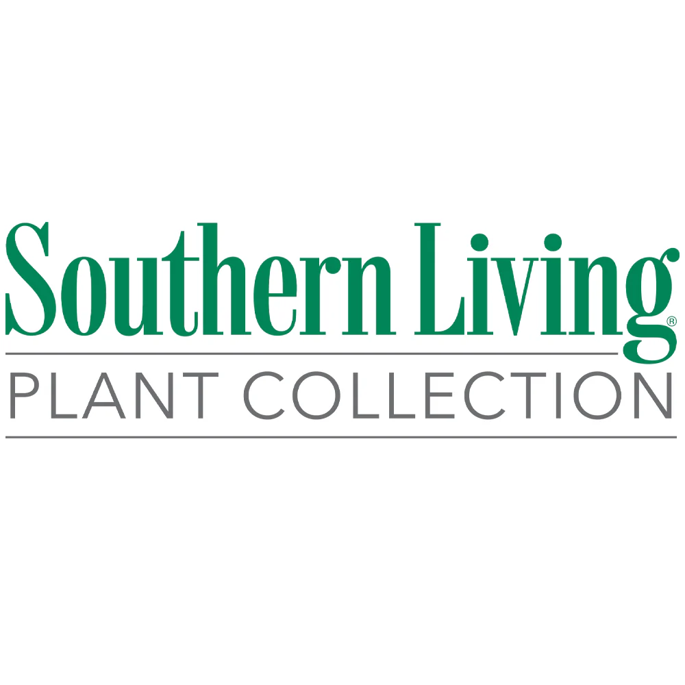 Southern Living® Jubilation Gardenia Shrub - Image 5
