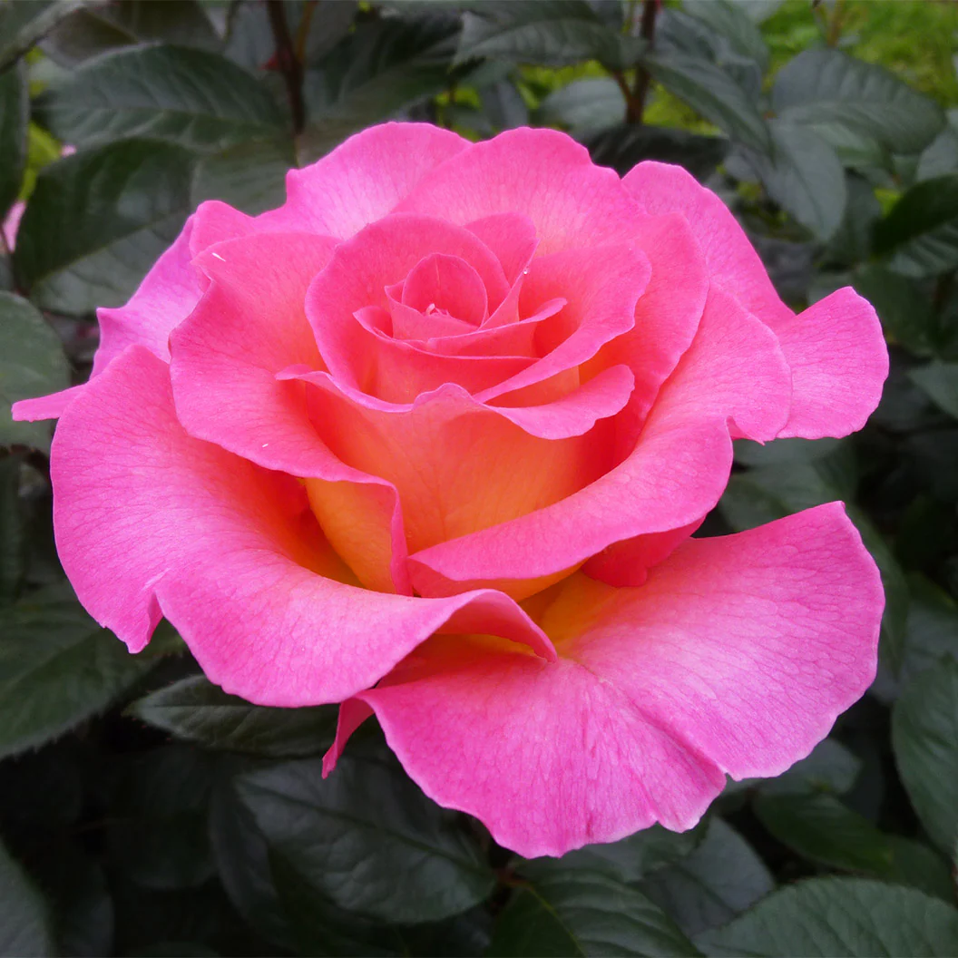 Julie Andrews™ Patio Rose Tree - Image 3