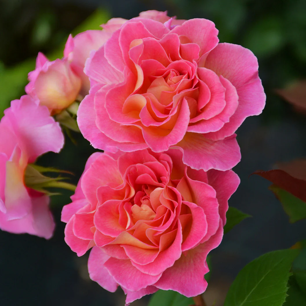 Julie Andrews™ Patio Rose Tree - Image 4