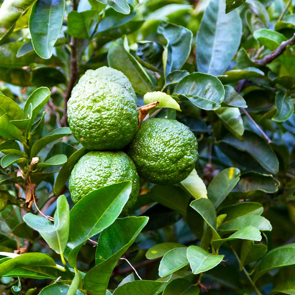Kaffer 'Kieffer' Lime Tree - Image 5