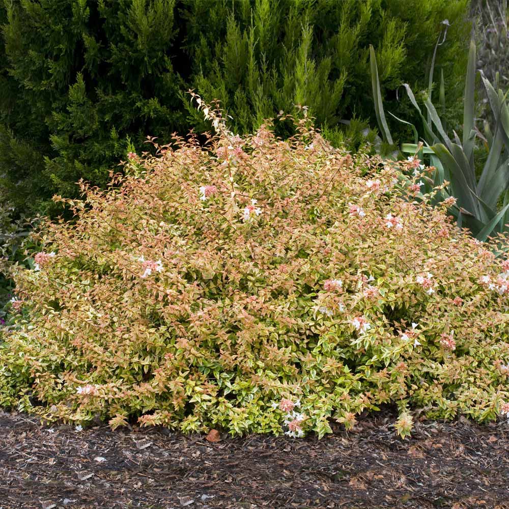 Southern Living® Kaleidoscope Abelia Shrub - Image 2