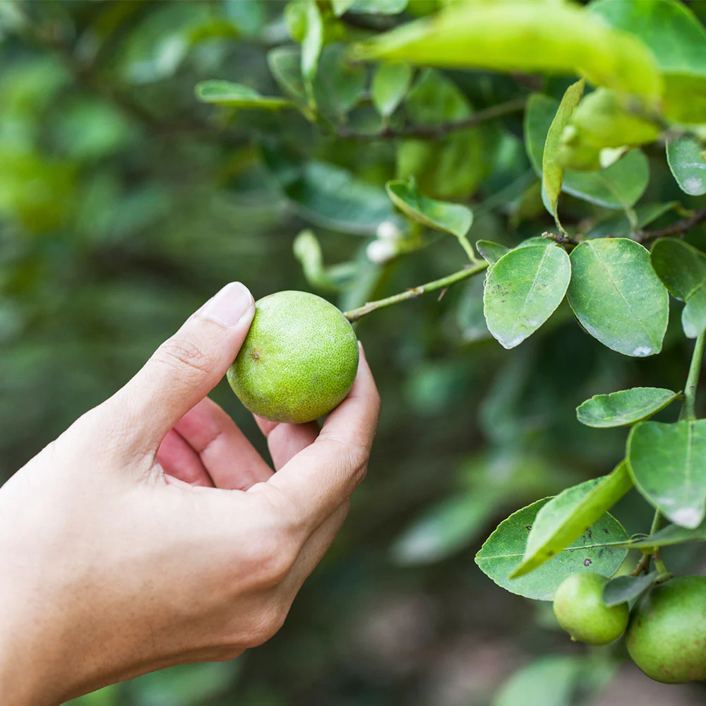 Key Lime Tree - Image 3