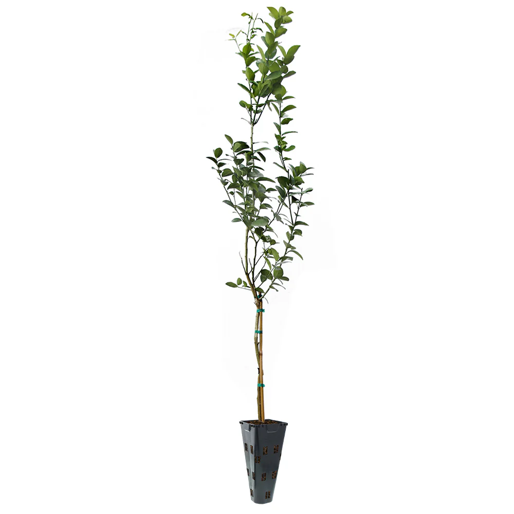 Key Lime Tree - Image 7