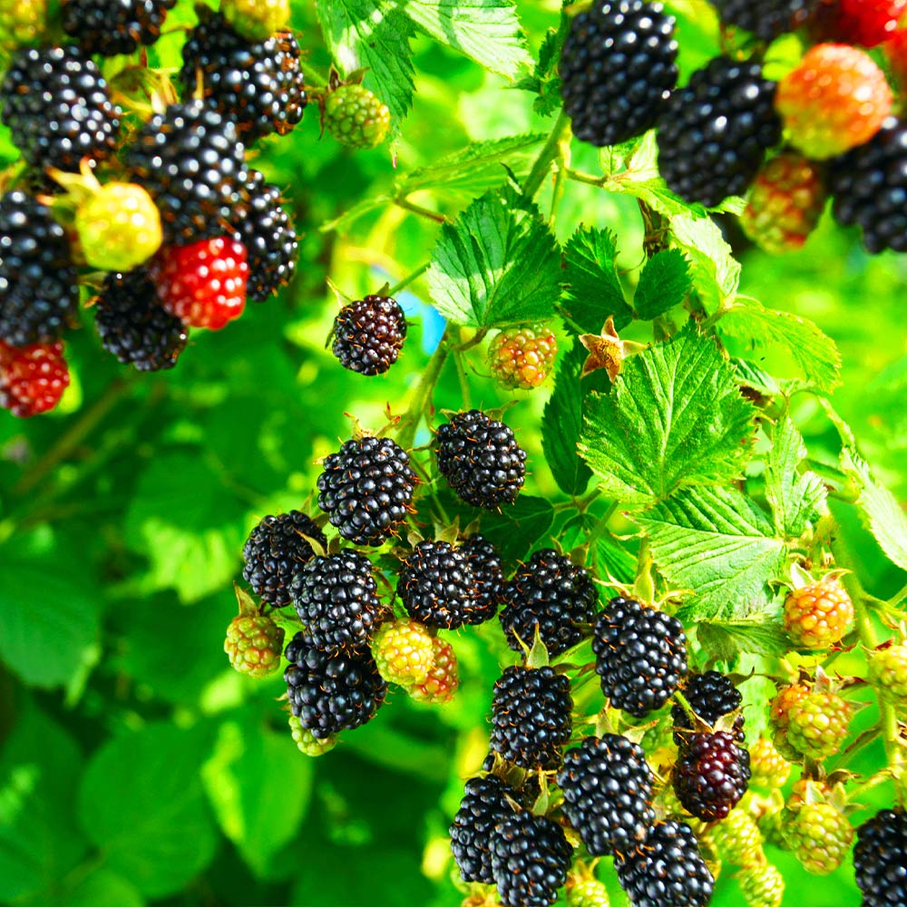 Kiowa Blackberry Bush - Image 3