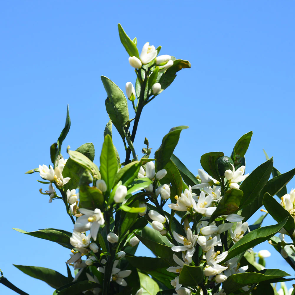 Kishu Mandarin Tree - Image 5