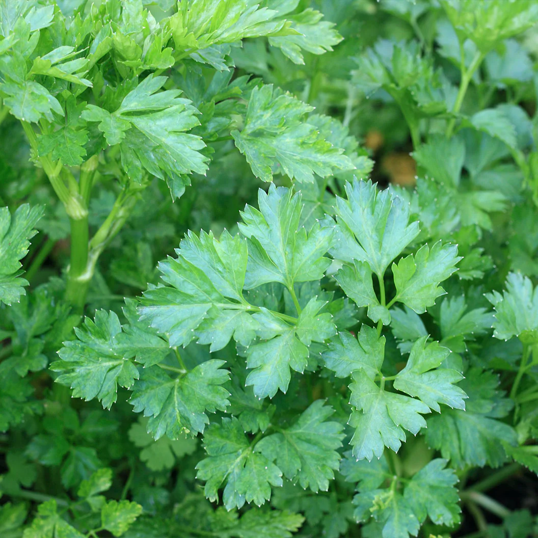 Kitchen Essential Organic Herb 4 Pack Plant - Image 3
