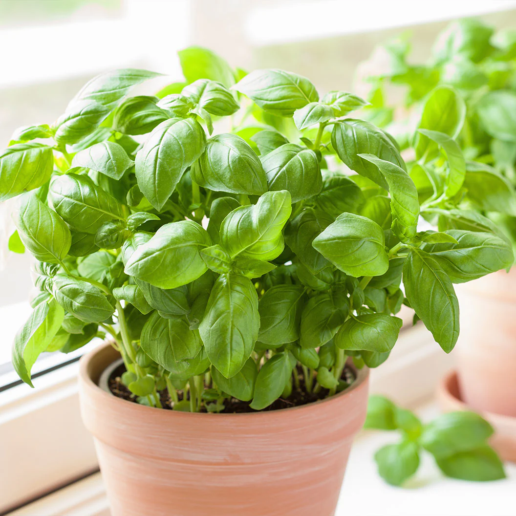 Kitchen Essential Organic Herb 4 Pack Plant - Image 4