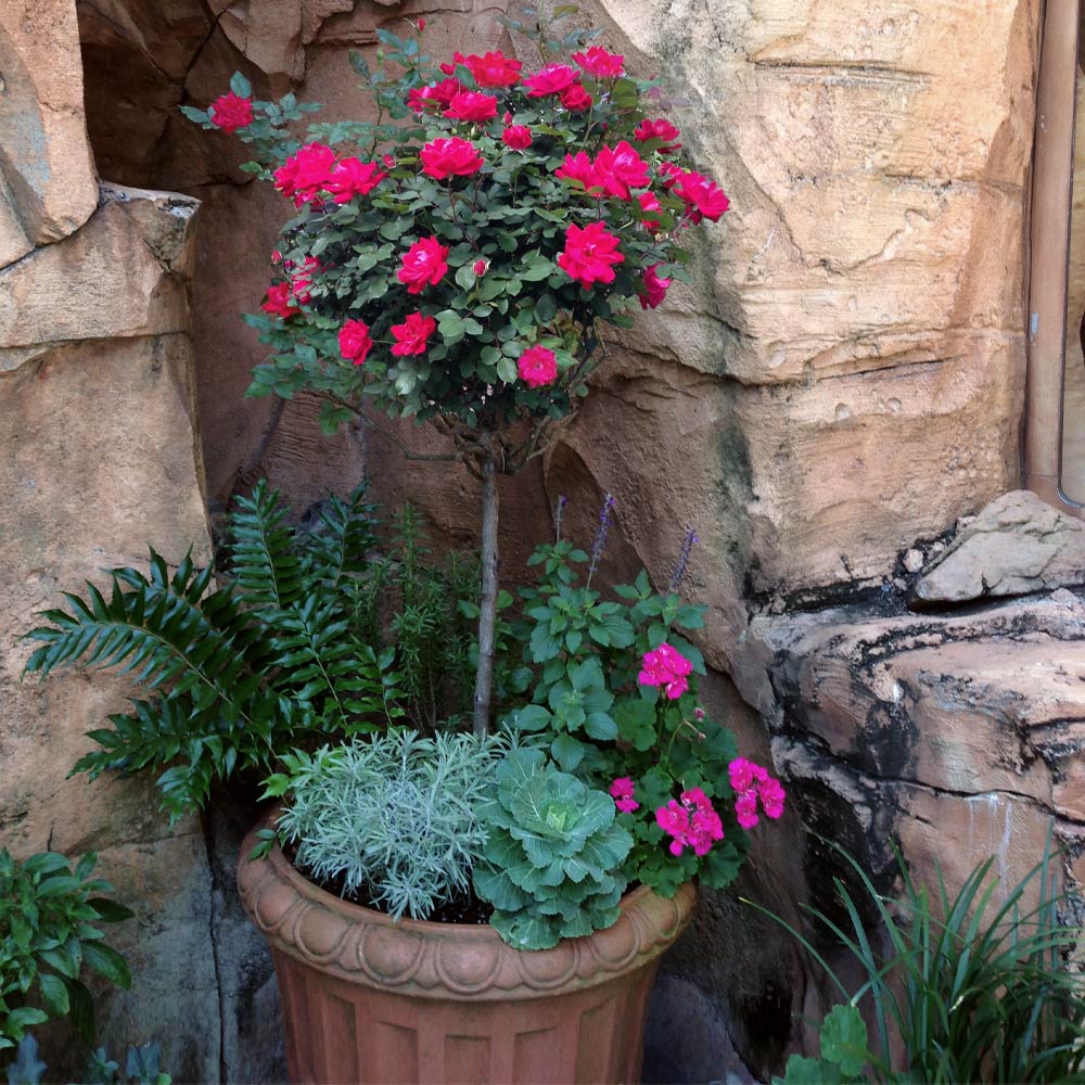 Knock Out® Rose Tree - Image 3