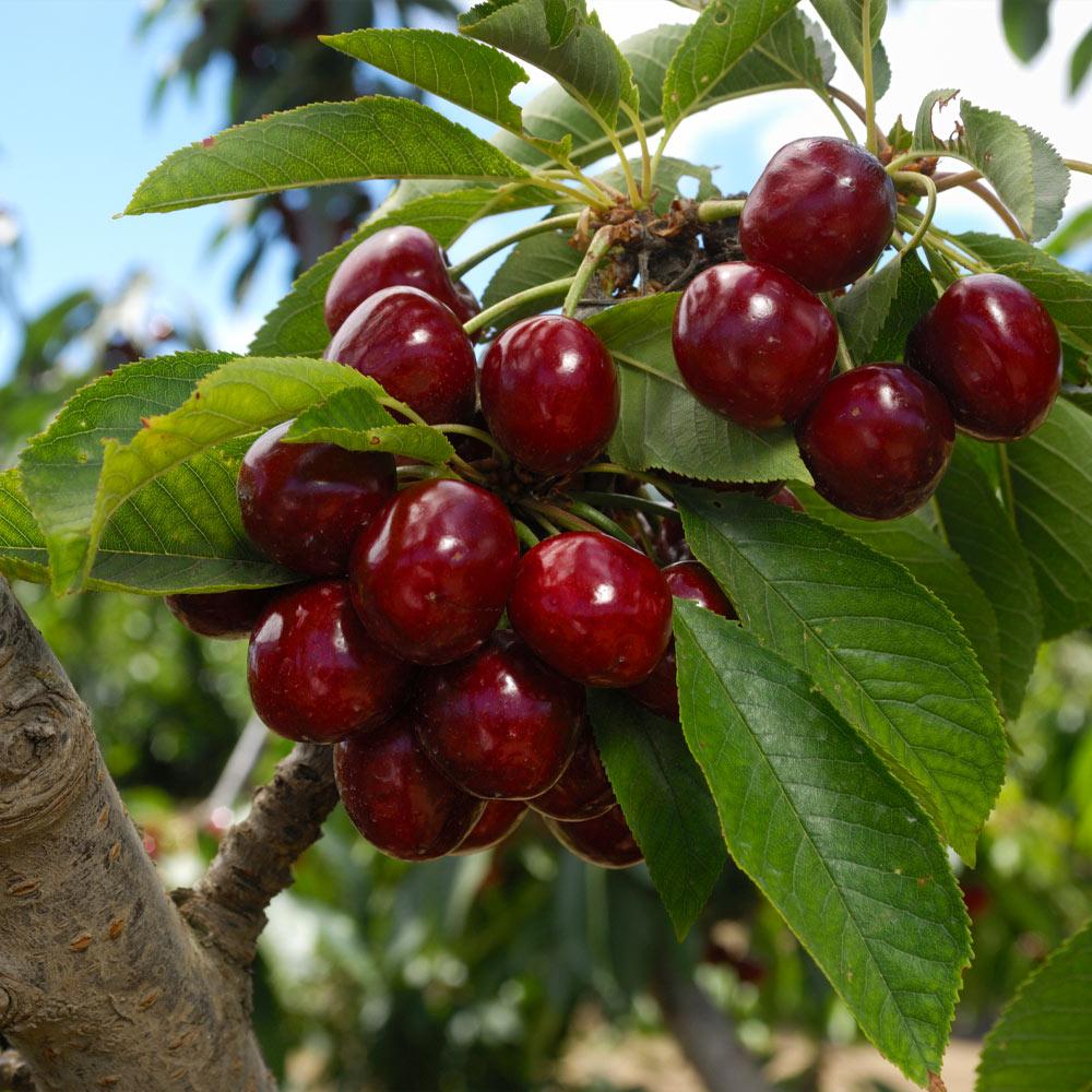 Lapins Cherry Tree - Image 2