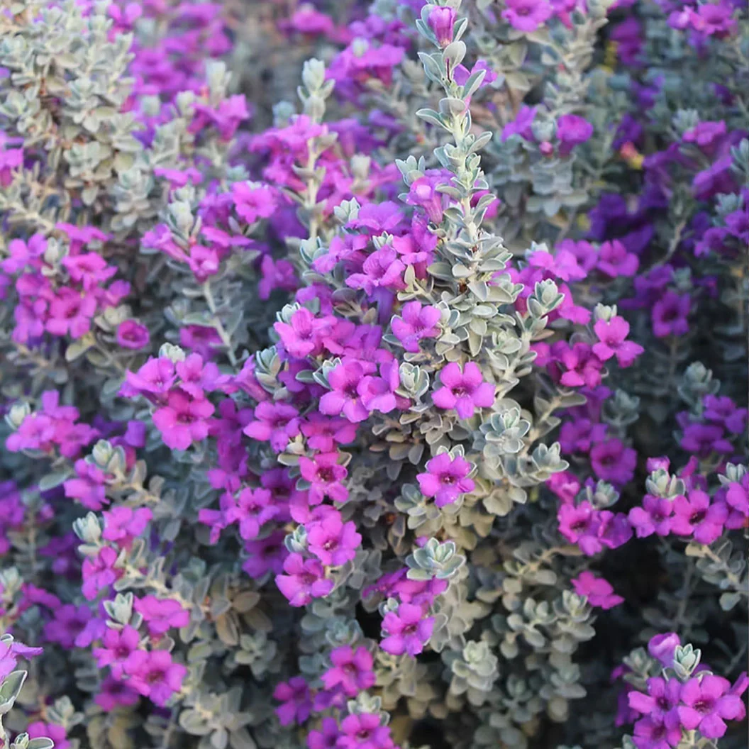 Laredo Texas Sage Shrub - Image 2