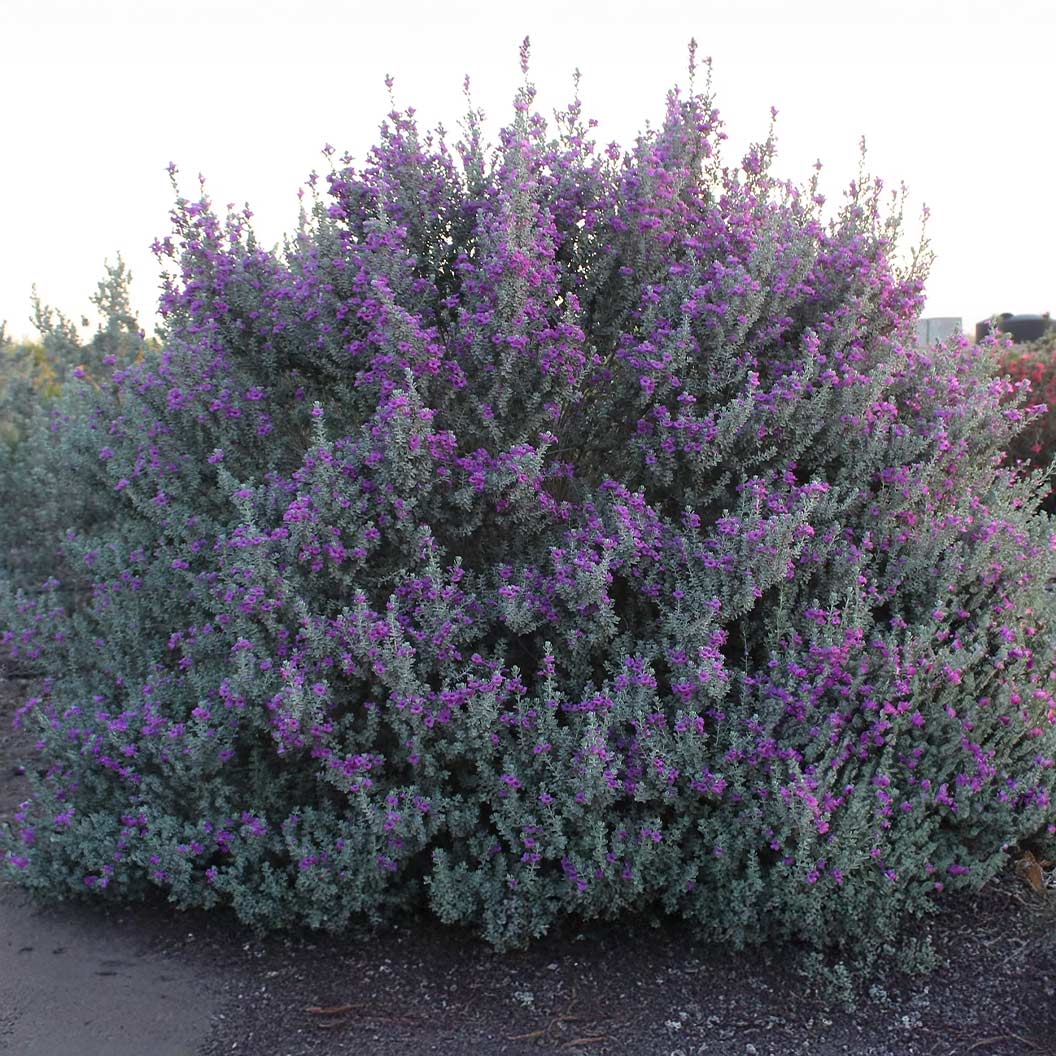 Laredo Texas Sage Shrub - Image 3