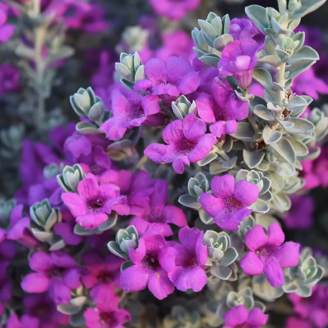 Laredo Texas Sage Shrub - Image 4