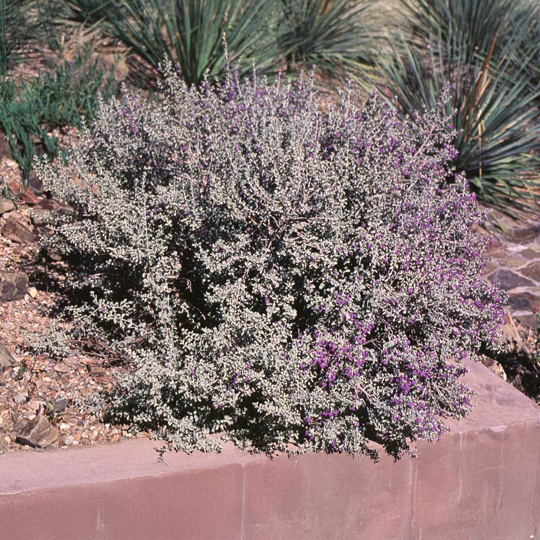 Laredo Texas Sage Shrub - Image 5