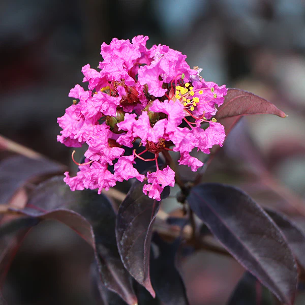 Black Diamond® Lavender Lace⢠Crape Myrtle Tree