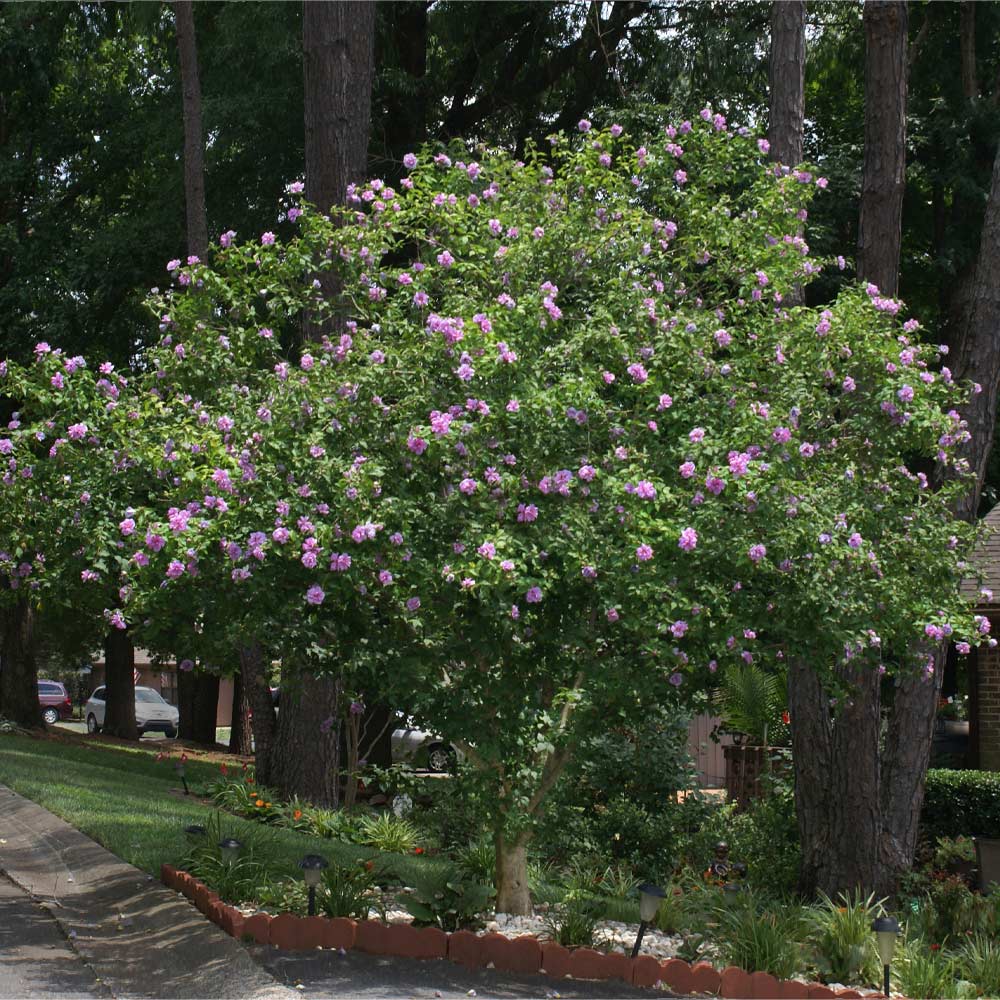 Lavender Rose of Sharon Althea Tree - Image 2