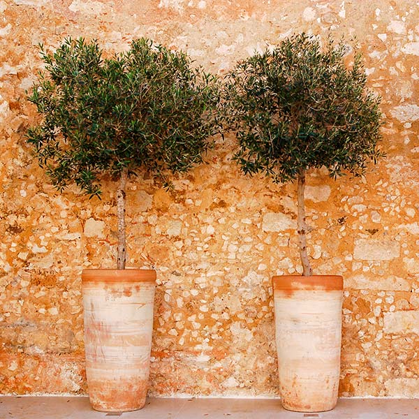 Lecciana Olive Tree - Image 2