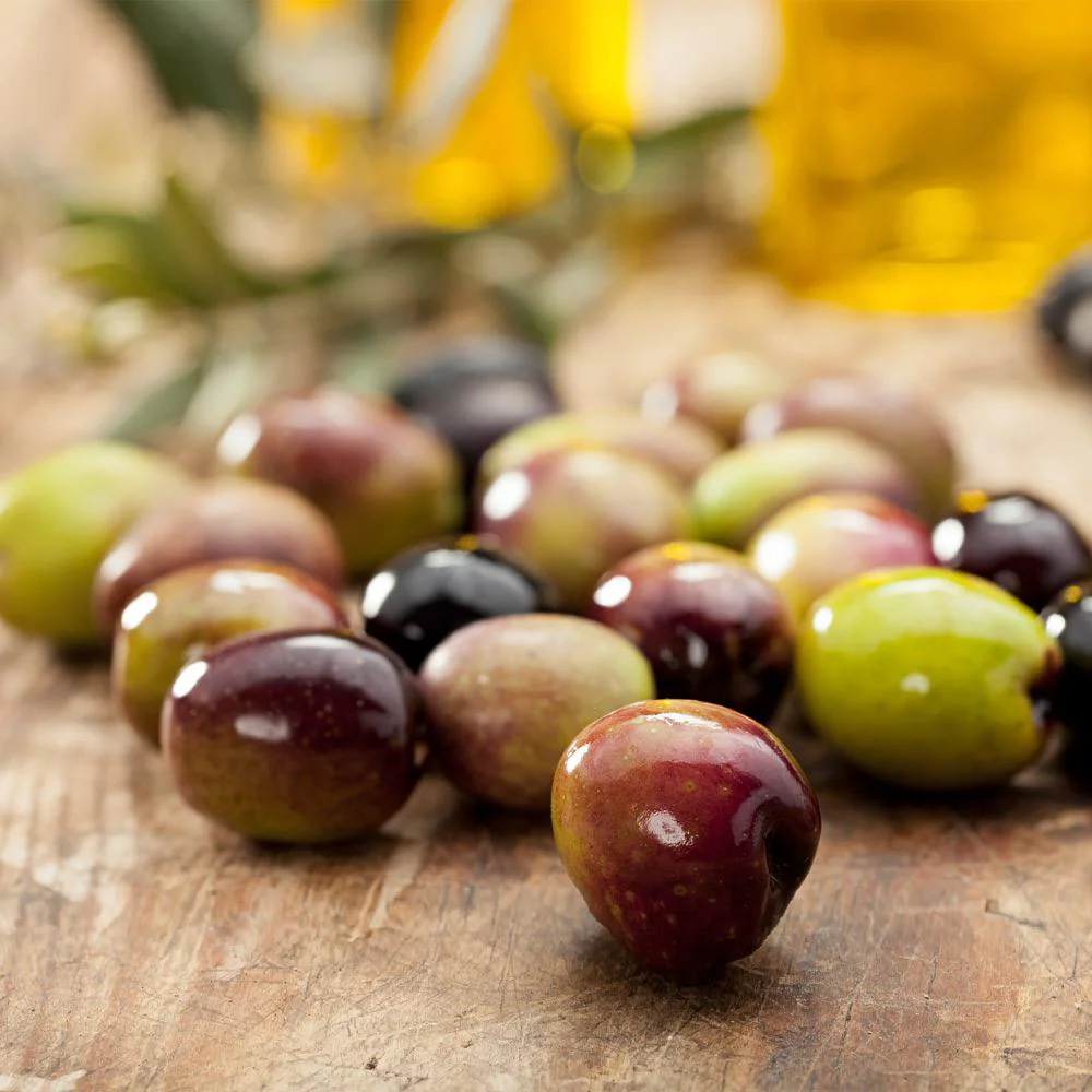 Leccino Olive Tree - Image 3