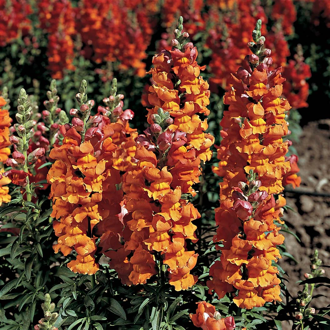 Liberty Classic™ Bronze Snapdragon Plant - Image 2