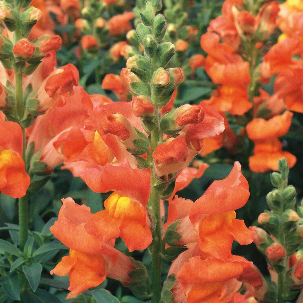 Liberty Classic™ Bronze Snapdragon Plant - Image 3