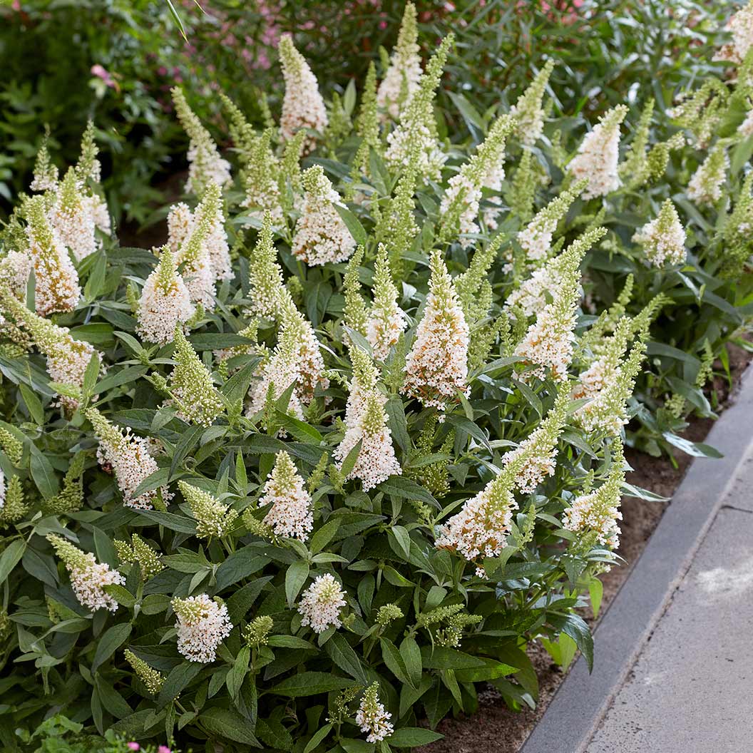 Butterfly Candy® Li'l Coconut Butterfly Bush - Image 2