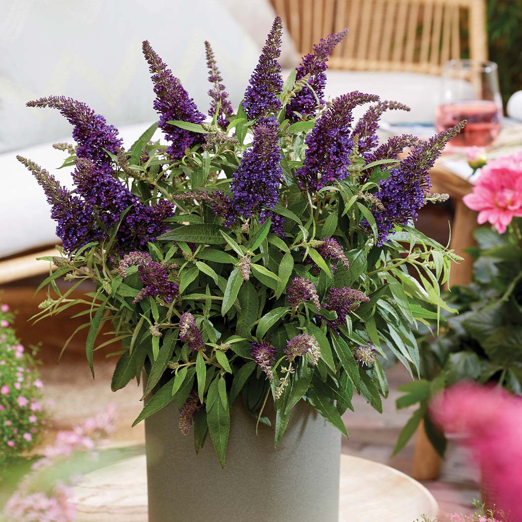Butterfly Candy® Li'l Grape⢠Butterfly Bush