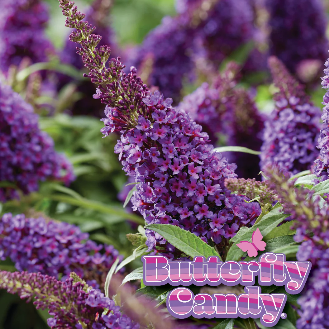 Butterfly Candy® Li'l Grape⢠Butterfly Bush - Image 3