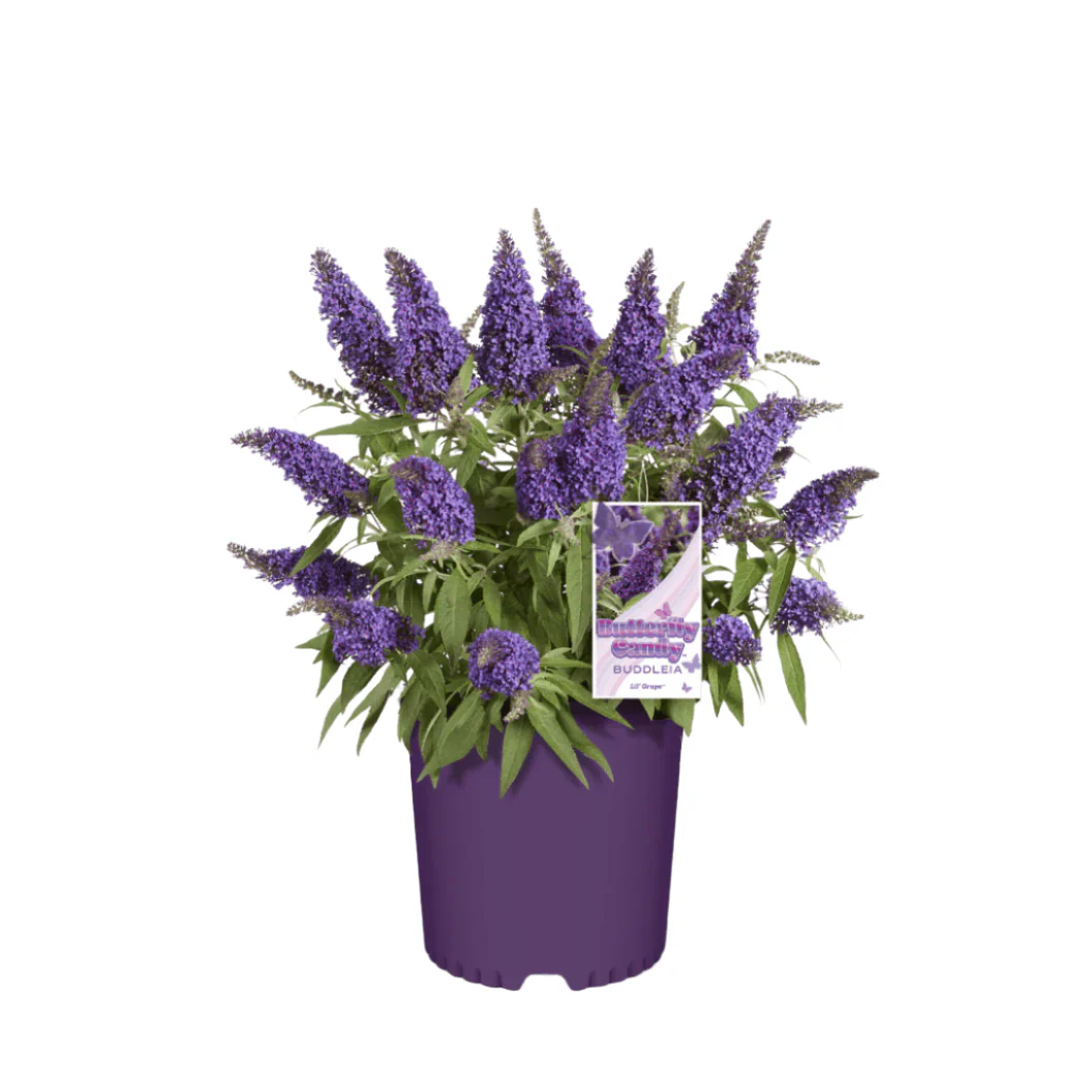 Butterfly Candy® Li'l Grape⢠Butterfly Bush - Image 4